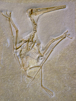 Pterodactylus skeleton