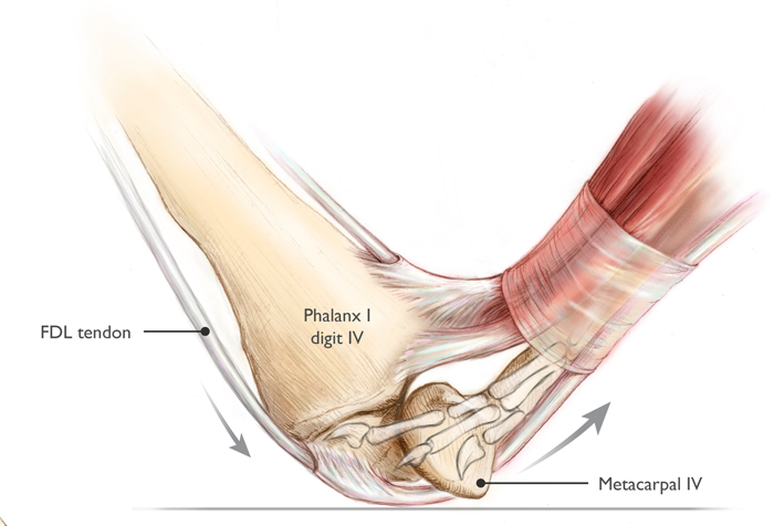 pterodactyl anatomy