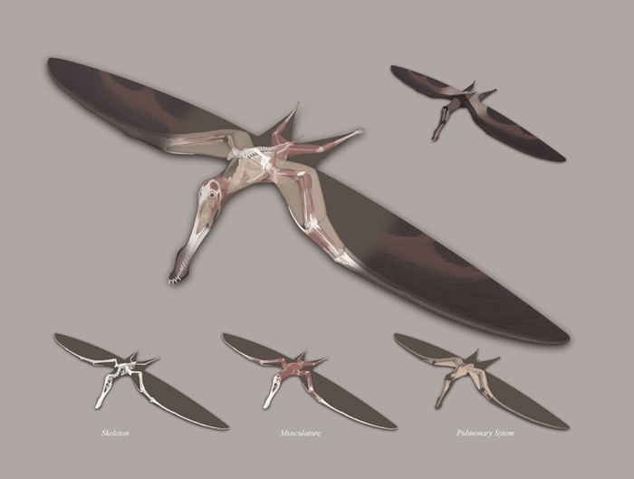 Pterosaur Flying Muscles