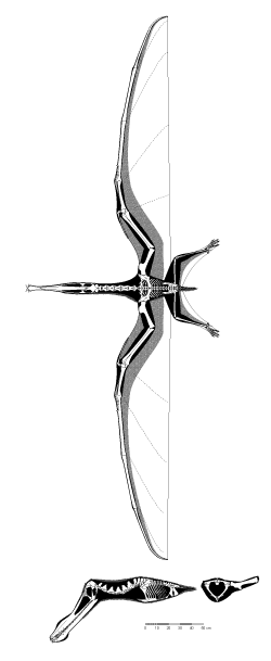 Pterosaur.net :: Anatomy