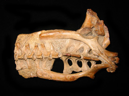 Anhanguera pelvis