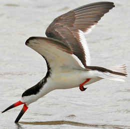 Wing membrane extent diagram