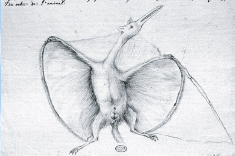 First pterosar reconstruction