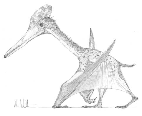How Did Pteranodon Walk?